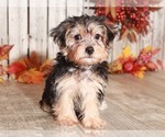 Small Photo #3 Yo-Chon Puppy For Sale in MOUNT VERNON, OH, USA