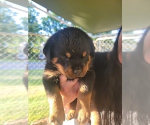Rottweiler Puppy for sale in BRISTOL, VA, USA