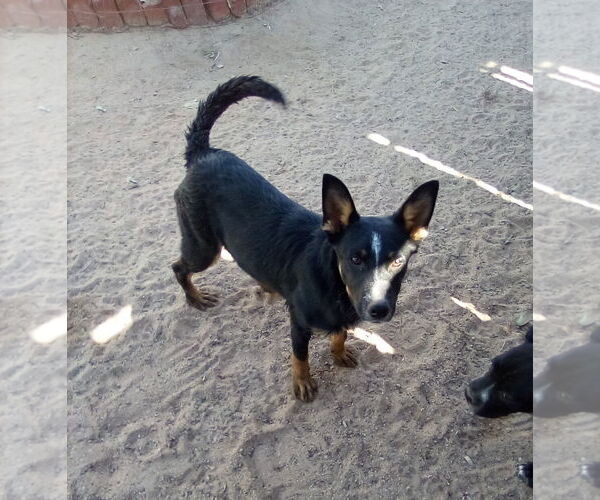 Medium Photo #3 Mutt Puppy For Sale in Apple Valley, CA, USA