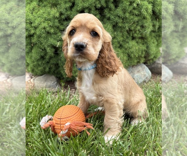 Medium Photo #2 Cocker Spaniel Puppy For Sale in MIDDLEBURY, IN, USA