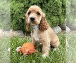 Small #1 Cocker Spaniel
