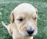 Small Photo #3 Goldendoodle Puppy For Sale in MODESTO, CA, USA