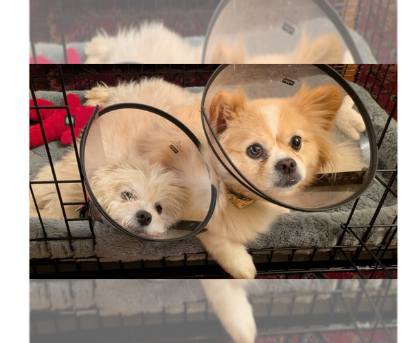 Medium Photo #5 Pomeranian-Unknown Mix Puppy For Sale in Greenbelt, MD, USA