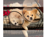 Small #4 Pomeranian Mix