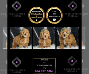 Poodle (Toy) Puppy for sale in WARSAW, IN, USA