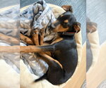 Small #3 Rat Terrier Mix