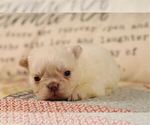 Small #13 French Bulldog