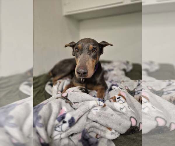 Medium Photo #2 Doberman Pinscher Puppy For Sale in Coralville, IA, USA