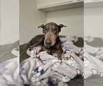Small #1 Doberman Pinscher