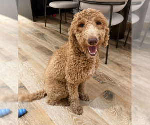 Poodle (Standard)-Unknown Mix Dogs for adoption in Brooklyn, NY, USA