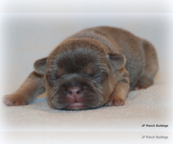 Medium Photo #8 French Bulldog Puppy For Sale in WINNSBORO, TX, USA