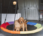 Small #2 Golden Retriever