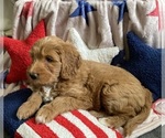 Small #5 Australian Labradoodle-Bernedoodle Mix