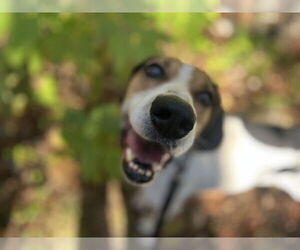 Treeing Walker Coonhound-Unknown Mix Dogs for adoption in Hinton, WV, USA