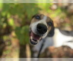 Small Treeing Walker Coonhound Mix