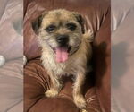 Small Border Terrier Mix