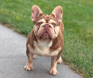 Father of the French Bulldog puppies born on 01/26/2026