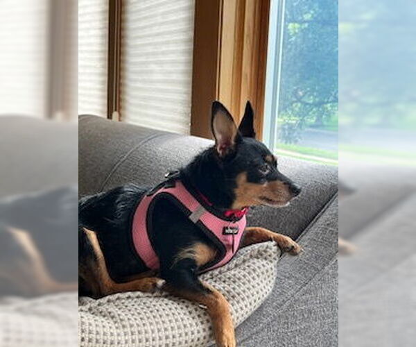 Medium Photo #5 Chipin Puppy For Sale in Princeton, MN, USA