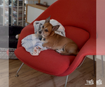Small #5 Chihuahua Mix