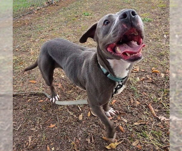 Medium Photo #2 American Pit Bull Terrier Puppy For Sale in Ocala, FL, USA