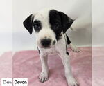 Small #1 American Pit Bull Terrier-Labrador Retriever Mix