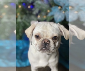 Father of the Pug puppies born on 04/28/2025