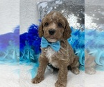 Small Photo #17 Poodle (Miniature) Puppy For Sale in BULLARD, TX, USA