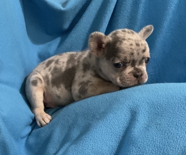 Medium Photo #2 French Bulldog Puppy For Sale in DEER TRAIL, CO, USA