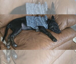 Labrador Retriever-Unknown Mix Dogs for adoption in NYC, NY, USA