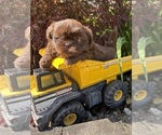 Image preview for Ad Listing. Nickname: Leo