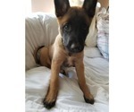 Small Photo #13 Belgian Malinois Puppy For Sale in KATY, TX, USA