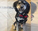 Small #4 Aussiedoodle