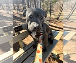 Small #4 American Staffordshire Terrier Mix