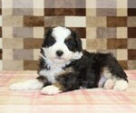 Small #2 Bernedoodle (Miniature)