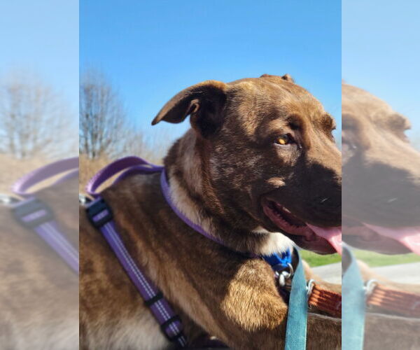 Medium Photo #2 Mountain Cur-Unknown Mix Puppy For Sale in Franklin, IN, USA