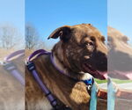 Small #1 Mountain Cur Mix