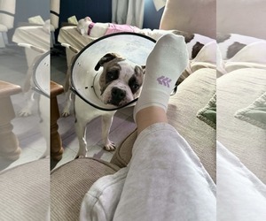 Boxer-Unknown Mix Dogs for adoption in Fenton, MO, USA