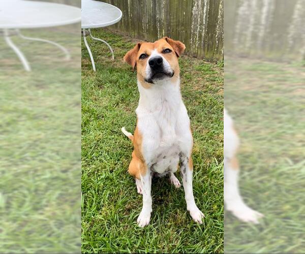 Medium Photo #2 Labbe Puppy For Sale in Rosenberg, TX, USA