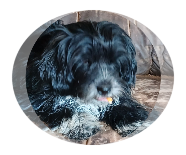 Medium Photo #1 Hava-Apso Puppy For Sale in AMADO, AZ, USA