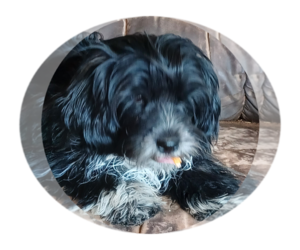 Hava-Apso Puppy for sale in AMADO, AZ, USA