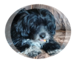 Image preview for Ad Listing. Nickname: Litter of 2