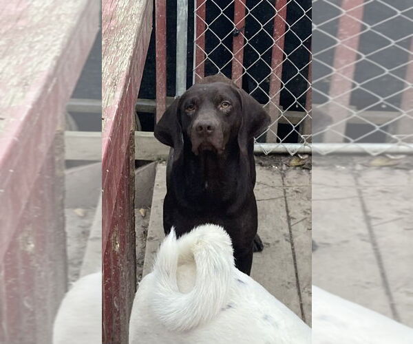 Medium Photo #3 German Shorthaired Lab Puppy For Sale in Aurora, IN, USA