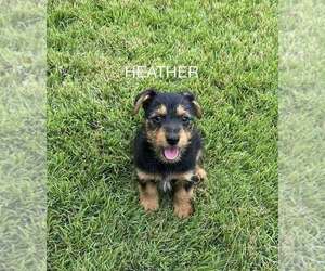 Dachshund-Unknown Mix Dogs for adoption in FRAMINGHAM, MA, USA