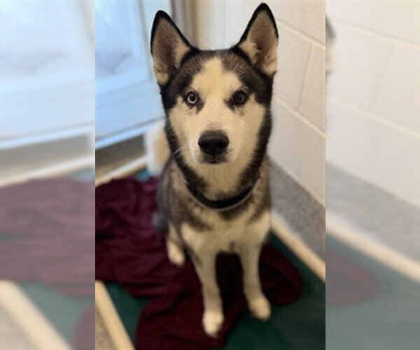 Medium Photo #1 Siberian Husky Puppy For Sale in Houston, TX, USA