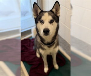 Siberian Husky Dogs for adoption in Houston, TX, USA