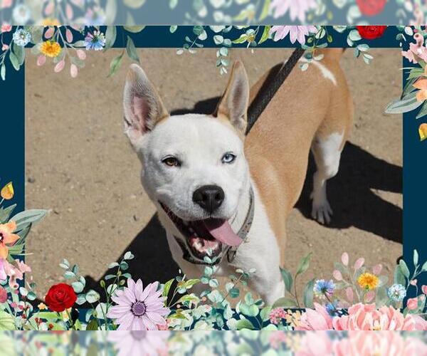 Medium Photo #4 American Pit Bull Terrier Puppy For Sale in Ojai, CA, USA