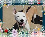 Small #3 American Pit Bull Terrier