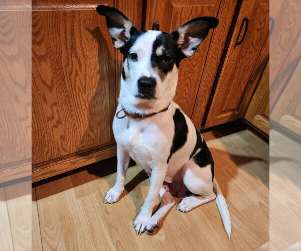 Medium Photo #1 Labrador Retriever-Unknown Mix Puppy For Sale in Brooklyn Center, MN, USA