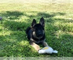 Small Photo #2 German Shepherd Dog Puppy For Sale in HOUSTON, TX, USA