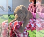 Small Photo #2 Labrador Retriever Puppy For Sale in STOCKTON, CA, USA
